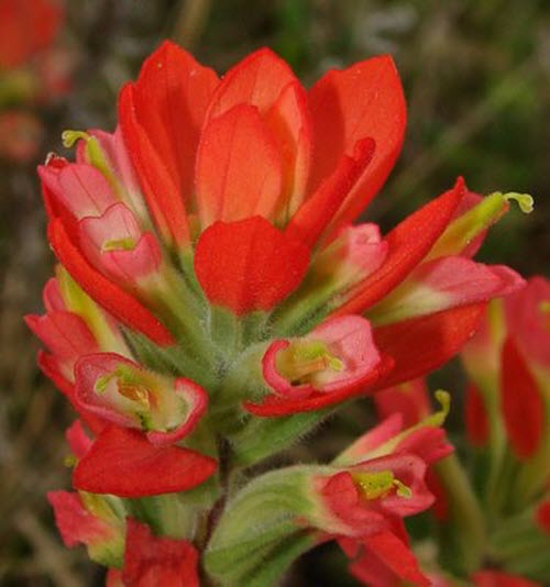 indian paintbrush